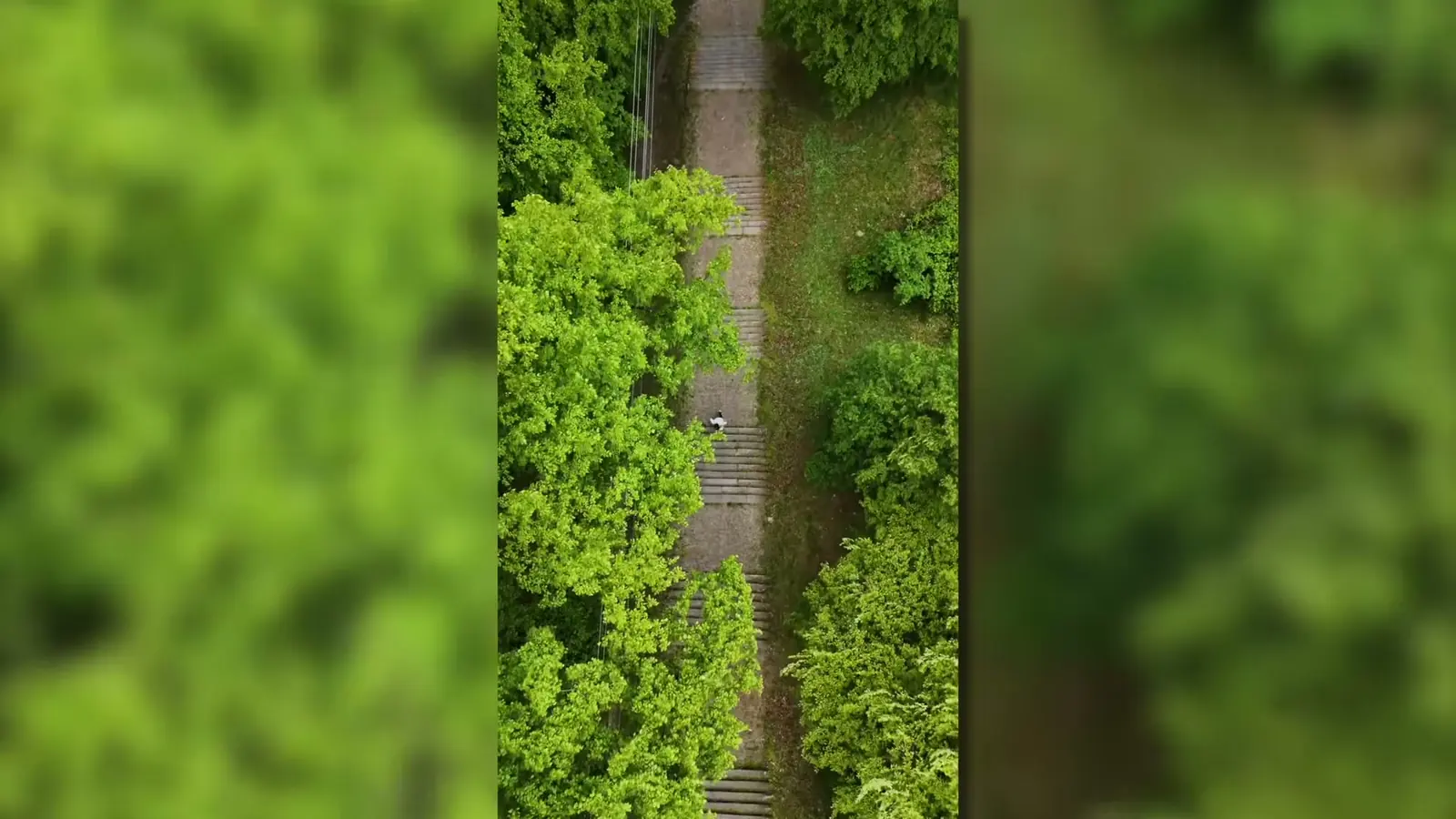 Letecký záběr na lesní cestu z dronu